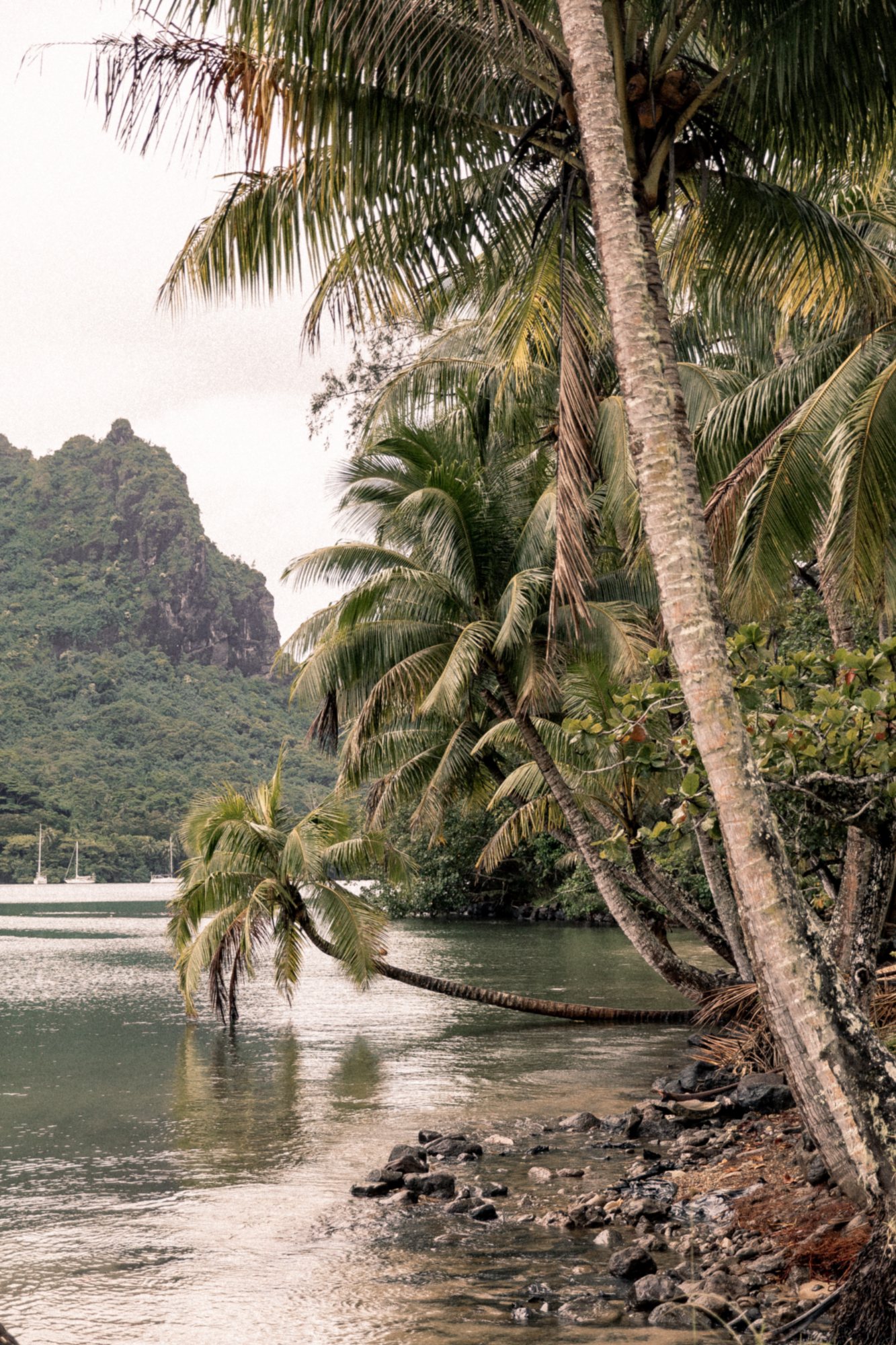 Lagoon and coconut palms, Tahiti, photo Jon Filin